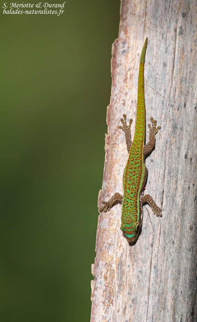 Bluetail Day Gecko (Phelsuma cepediana)