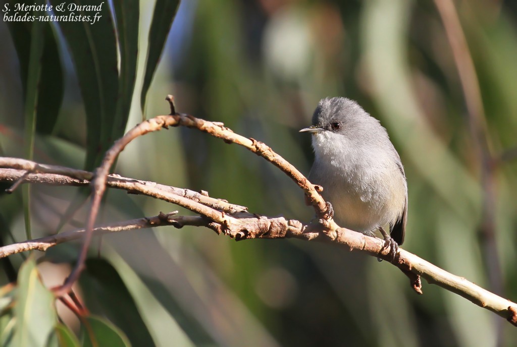 Zostérops gris de Maurice, parc national de Bras d'eau