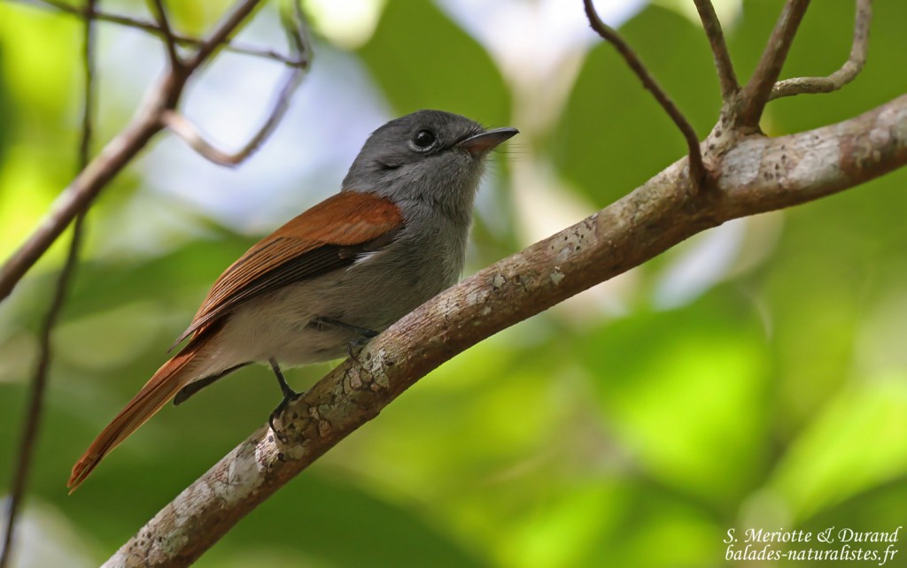 Tchitrec de Maurice ou Coq des bois, parc national de Bras d'eau