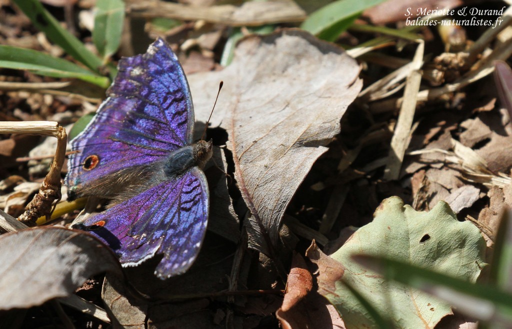 Junonia rhadama, parc national de Bras d'eau