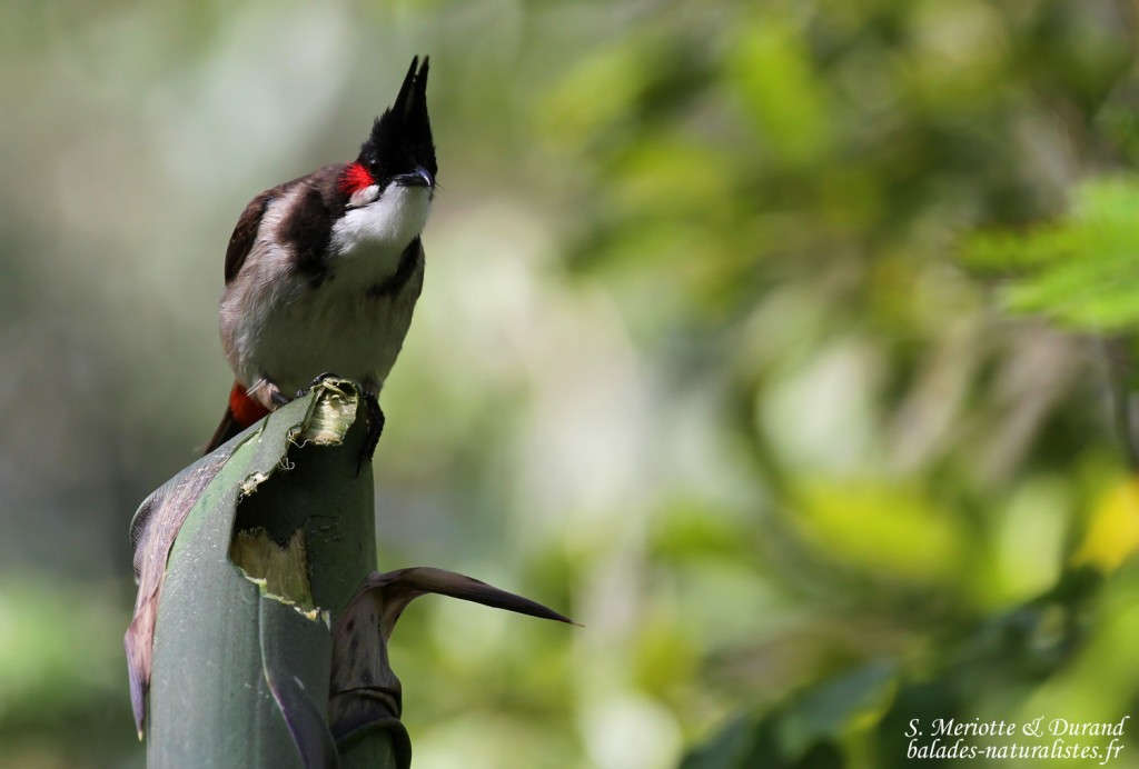 Bulbul orphée, parc national de Bras d'eau