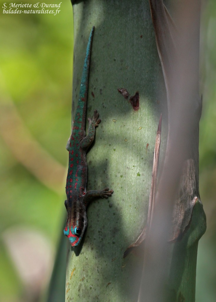 Gecko diurne orné de l'île Maurice, parc national de Bras d'eau