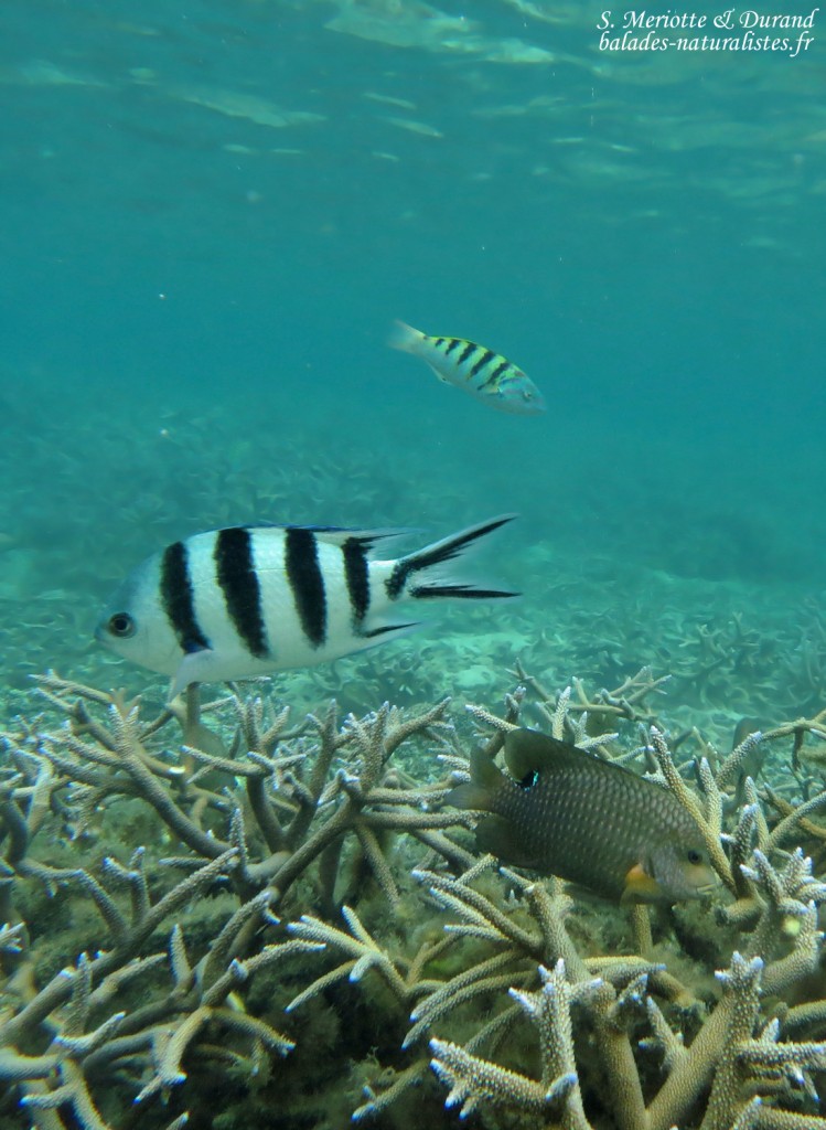 Sergent-major, Plage du Morne