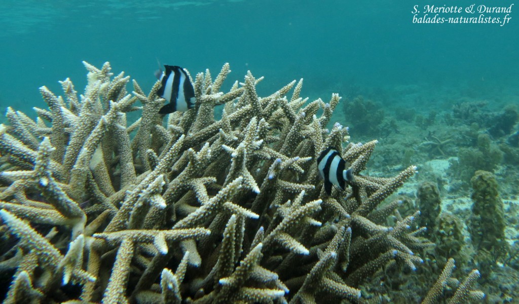 Demoiselles bonbons, Plage du Morne