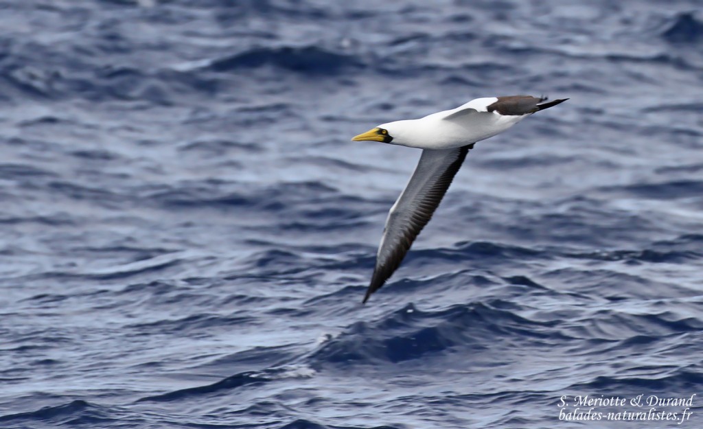 Fou masqué entre Grand bay et Coin de Mire