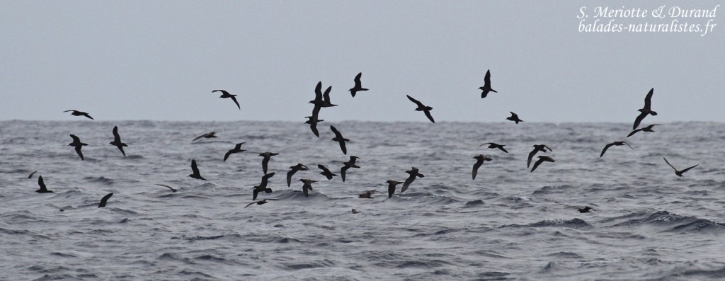Puffins du Pacifique devant le Coin de Mire