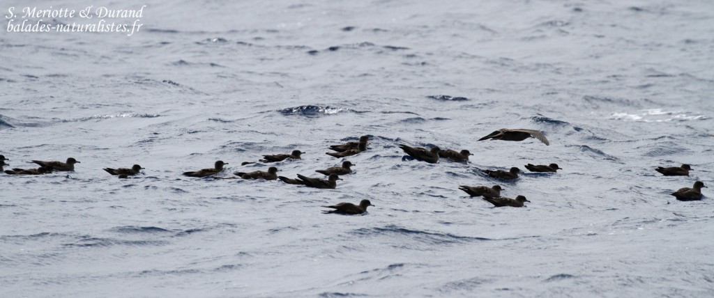 Puffins du Pacifique devant le Coin de Mire