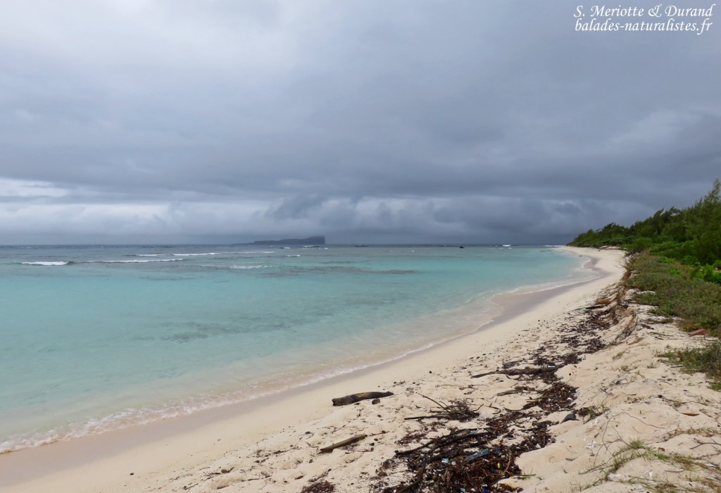 L'Ile plate