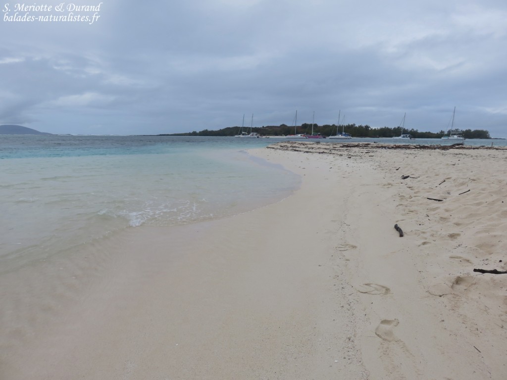 L'Ile plate