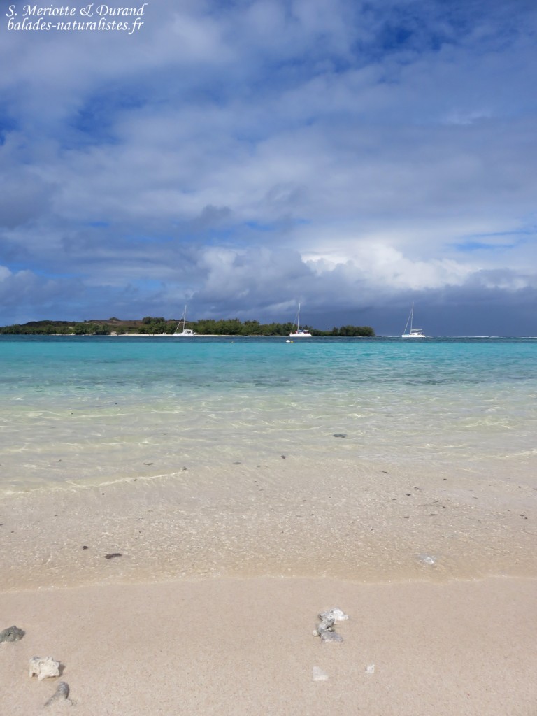 L'Ile plate