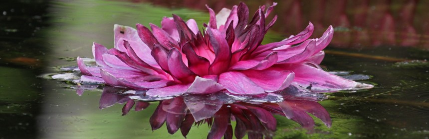 Nénuphars, Jardin botanique de Pamplemousses