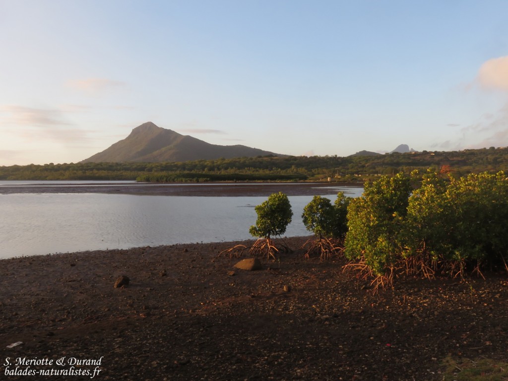 Les mangroves près de Case noyale