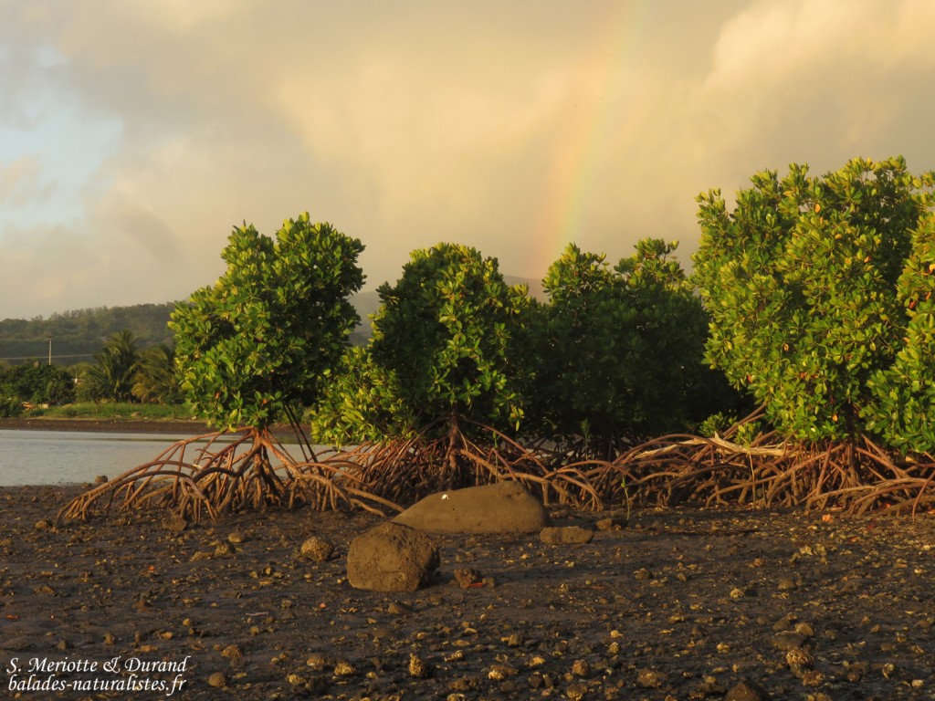 Les mangroves près de Case noyale