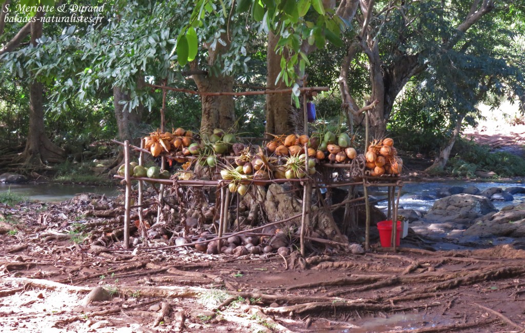 Vendeur de noix de coco à rocherster falls