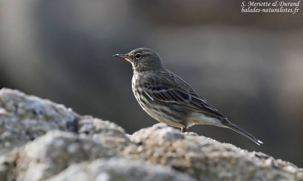 Pipit maritime sur la plage de Yusin