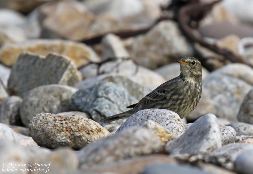 Pipit maritime sur la plage de Yusin