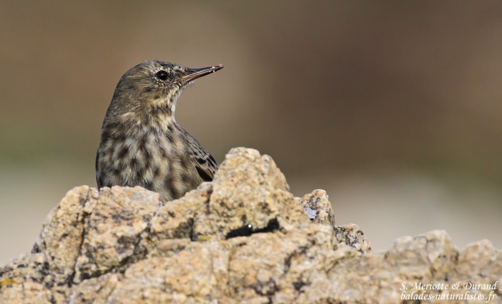 Pipit maritime sur la plage de Yusin