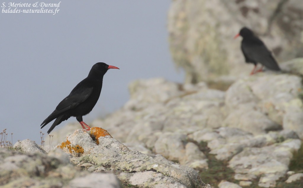 Crave à bec rouge, Pointe de Pern