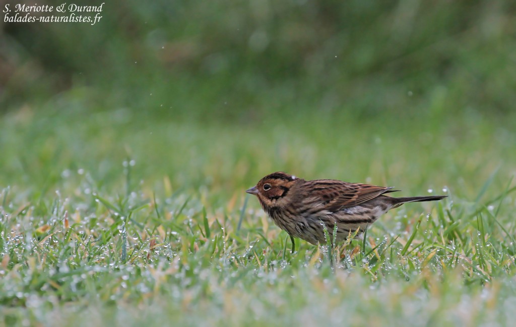 Bruant nain près de lampaul