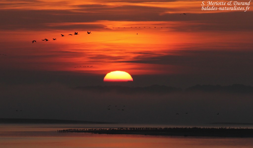 Grues dans le soleil levant, Lac du Der