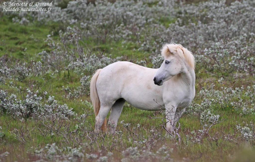 Chevaux islandais