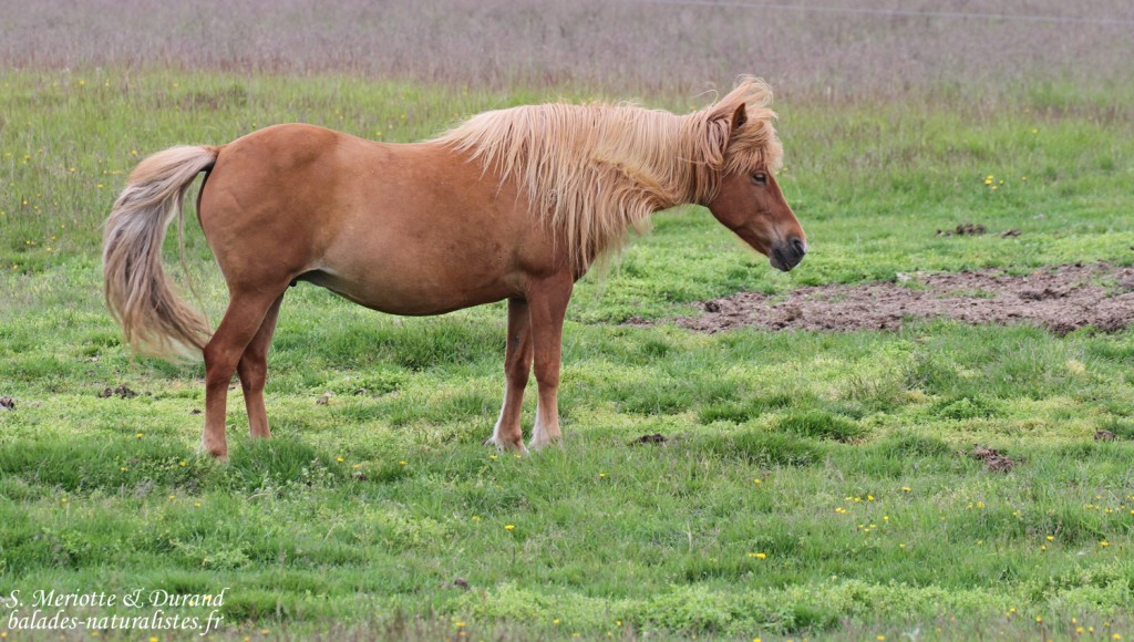 Chevaux islandais