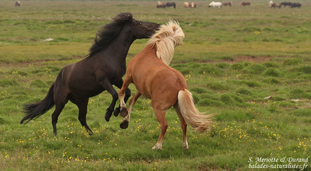 Chevaux islandais