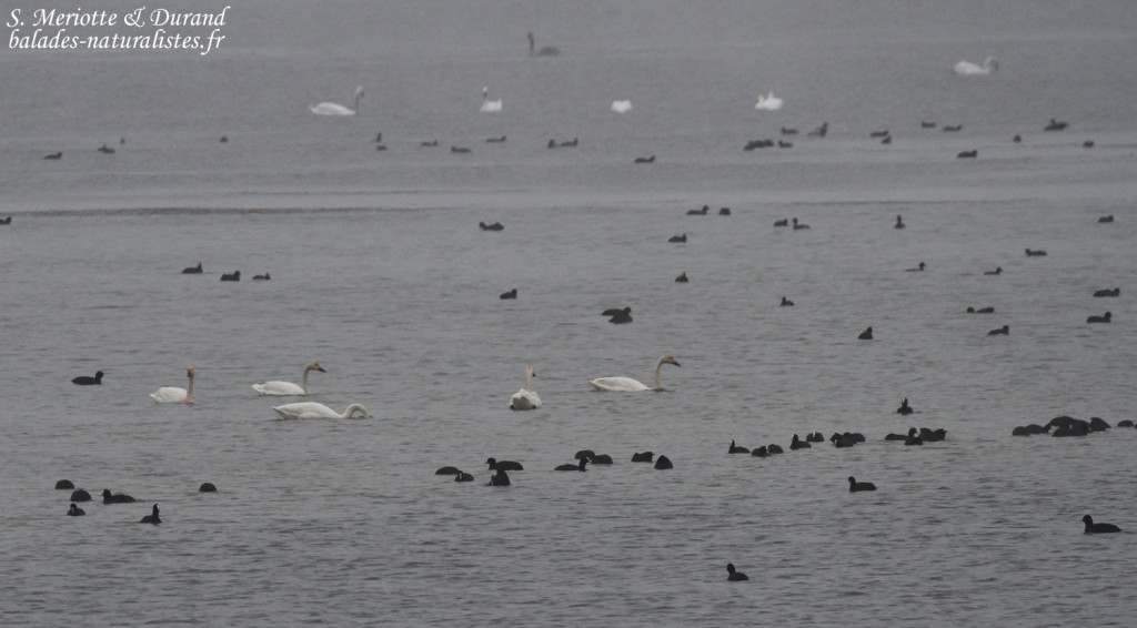 Cygnes de Bewick dans la brume du Lac d'Amance