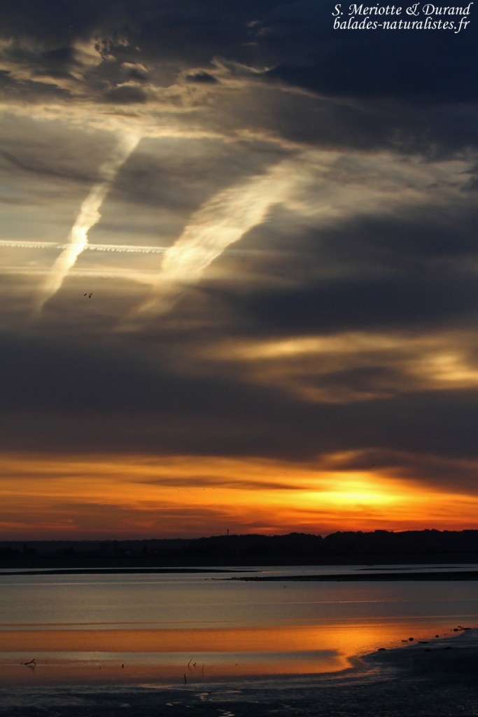 Soleil levant sur le lac du Der