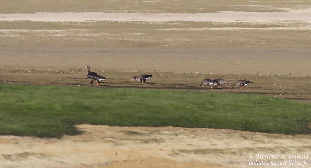 Oies rieuses, Lac du Der