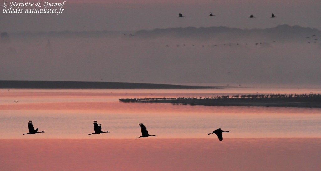 Envol de Grues dans la lumière rosée du matin