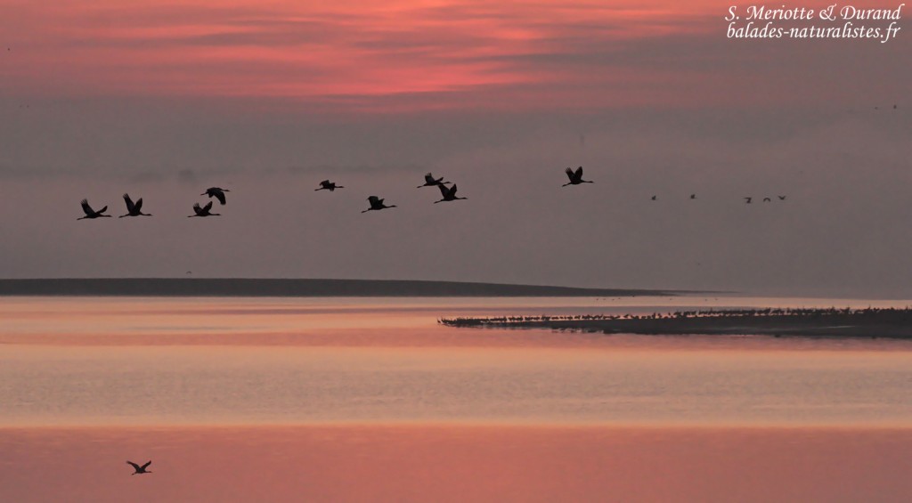 Envol de Grues dans la lumière rosée du matin