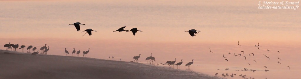 Grues cendrées dans les brumes matinales du Der