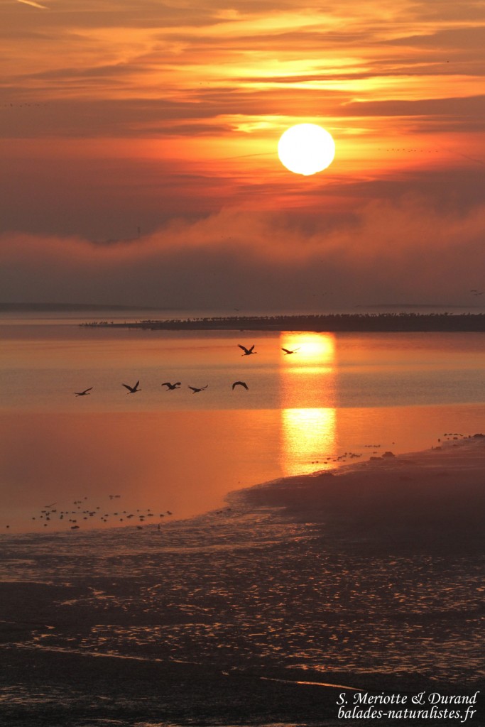 Soleil levant sur le lac du Der