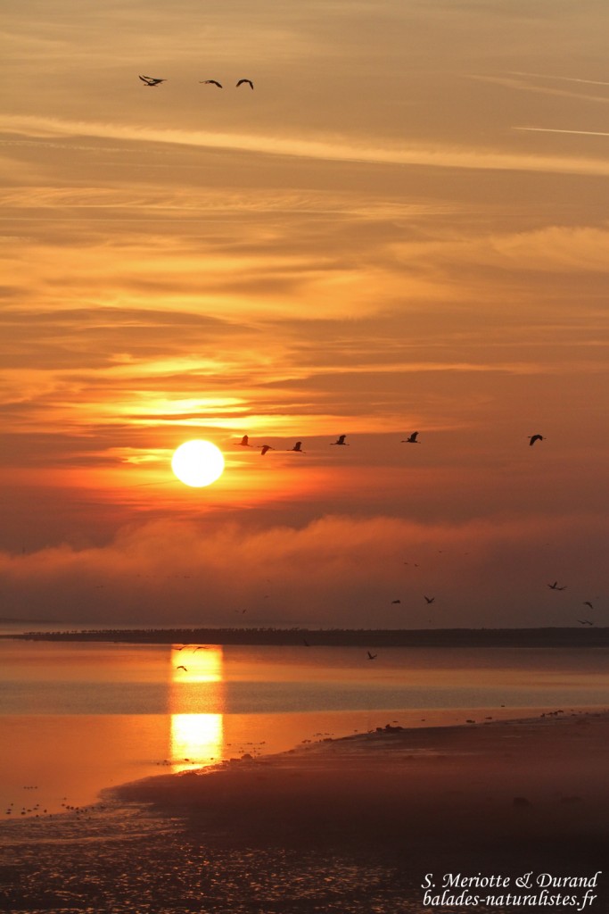 Soleil levant sur le lac du Der