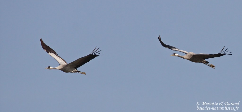 Grues cendrées, Lac du Der
