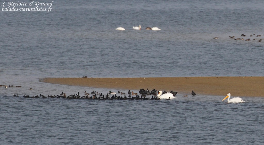 Pélican frisé, Lac du Der