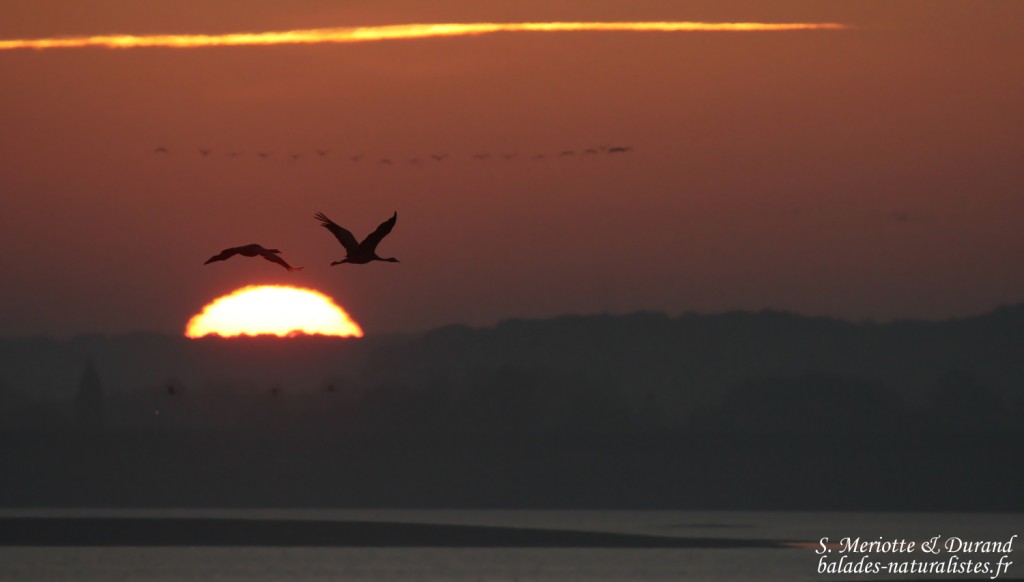 Grues dans le soleil se levant sur le Lac du der