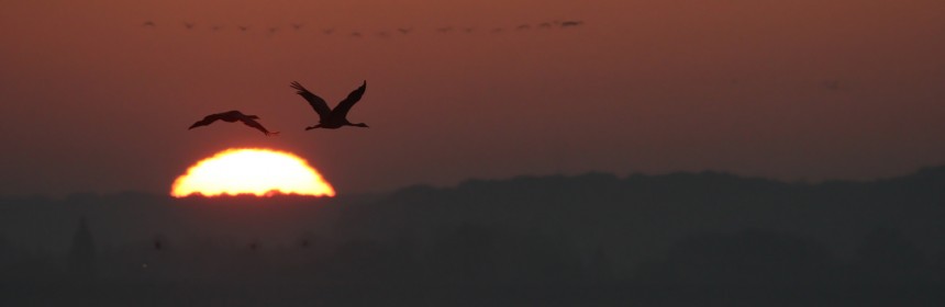 Grues dans le soleil se levant sur le Lac du der