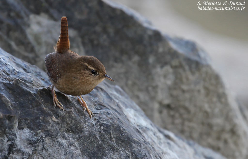 Troglodyte mignon sur une digue du Lac du Der
