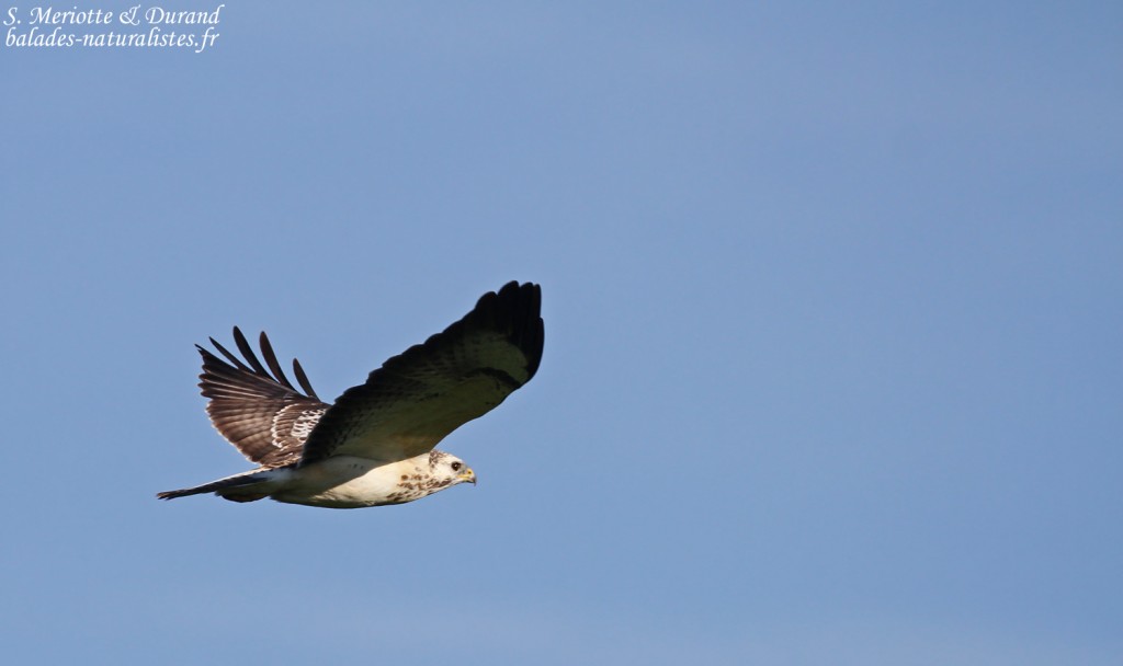 Buse variable, Lac du Der