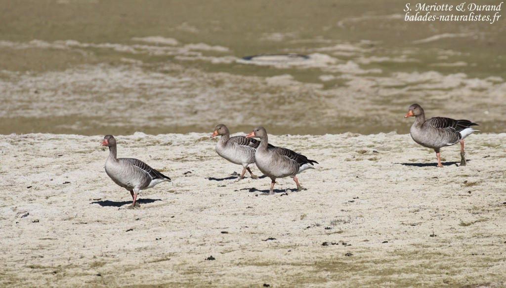 Oies cendrées sur les rives du Lac du Der