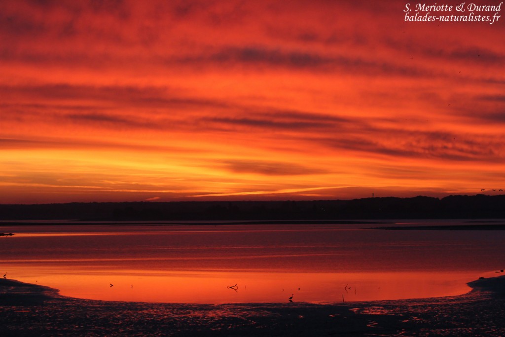 Soleil levant sur le lac du Der
