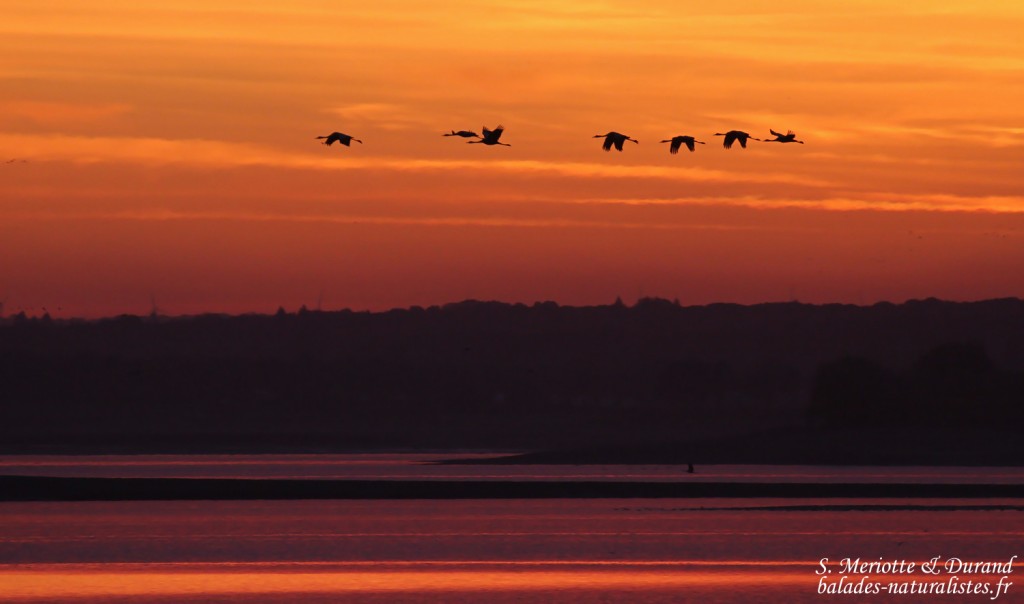 Soleil levant sur le lac du Der