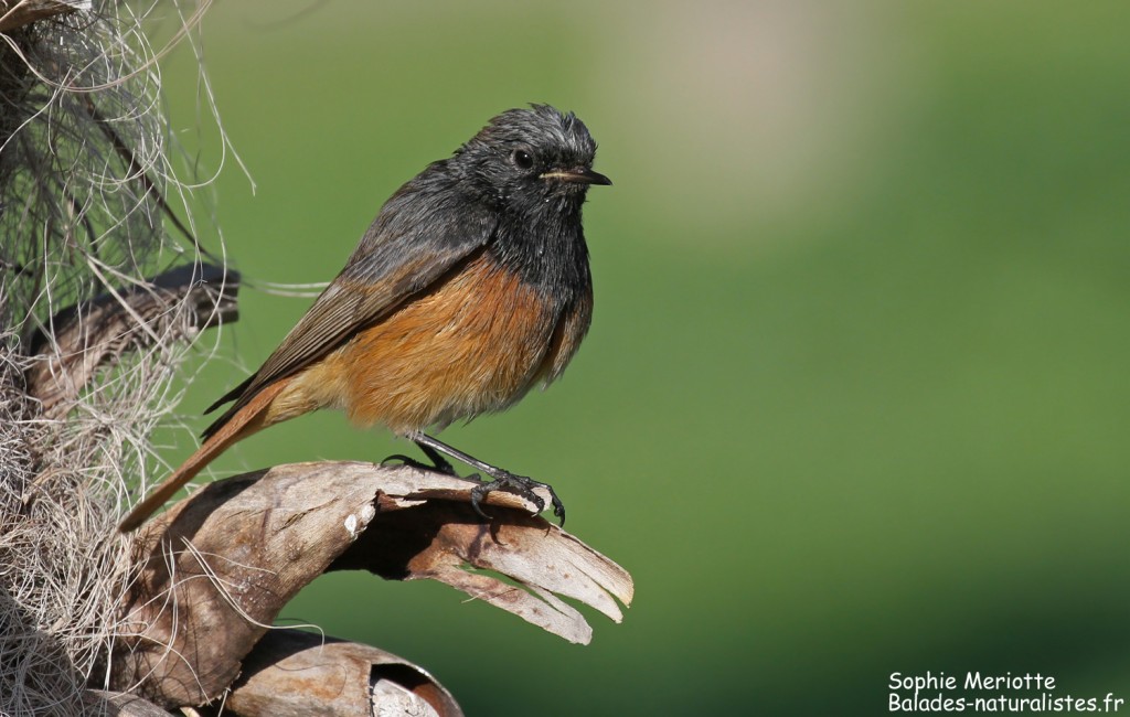 Rougequeue noir, ssp. Phoenicurus ochruros phoenicuroides, port Vauban, Antibes