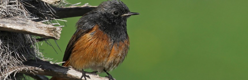 Rougequeue noir, ssp. Phoenicurus ochruros phoenicuroides, port Vauban, Antibes