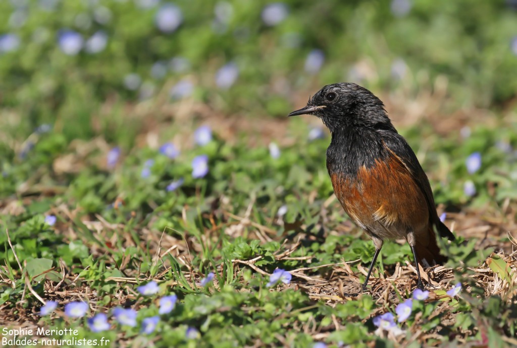 Rougequeue noir, ssp. Phoenicurus ochruros phoenicuroides, port Vauban, Antibes
