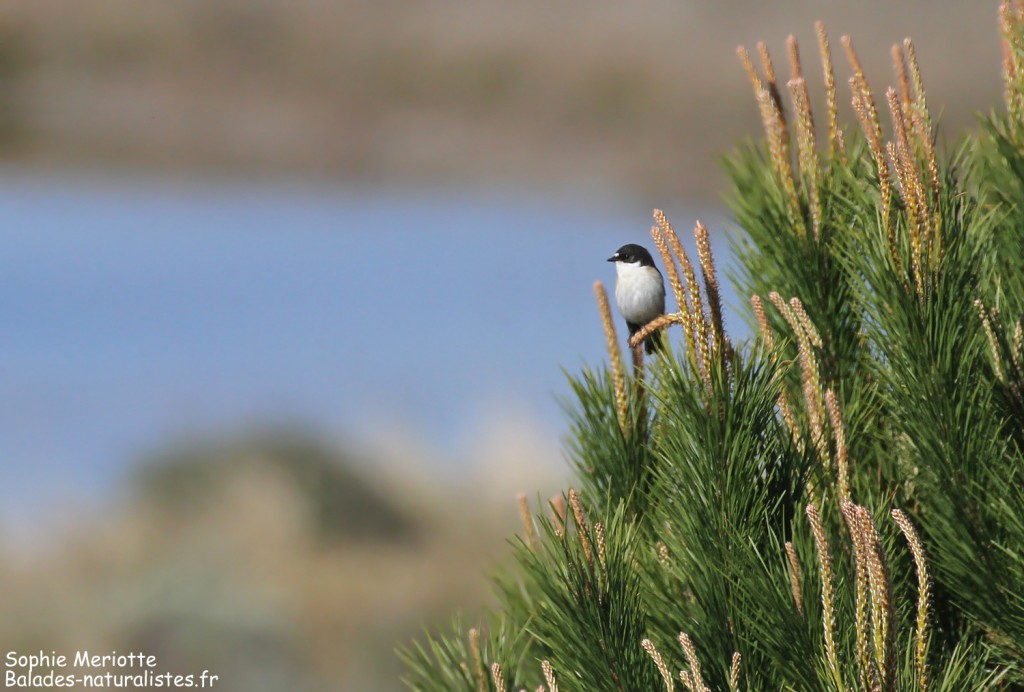 Gobemouche noir dans les dunes de Beauduc