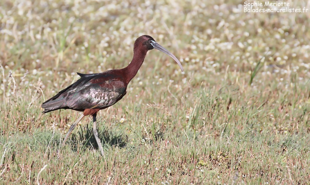 Ibis falcinelle, Pont des Tourradons, avril 2017