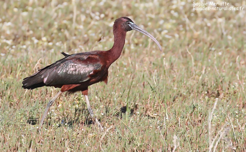 Ibis falcinelles, Pont des Tourradons, avril 2017